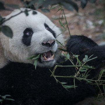 SINGAPORE - MARCH 25: Giant Panda, Kai Kai is seen in the Giant Panda enclosure during a media tour ahead of the opening of River Safari at the Singapore Zoo on March 25, 2013 in Singapore. The River Safari is Wildlife Reserves Singapore's latest attraction. Set over 12 hectares, the park is Asia's first and only river-themed wildlife park and will showcase wildlife from eight iconic river systems of the world, including the Mekong River, Amazon River, the Congo River through to the Ganges and the Mississippi. The attraction is home to 150 plant species and over 300 animal species including 42 endangered species. River Safari will open to the public on April 3. (Photo by Chris McGrath/Getty Images)