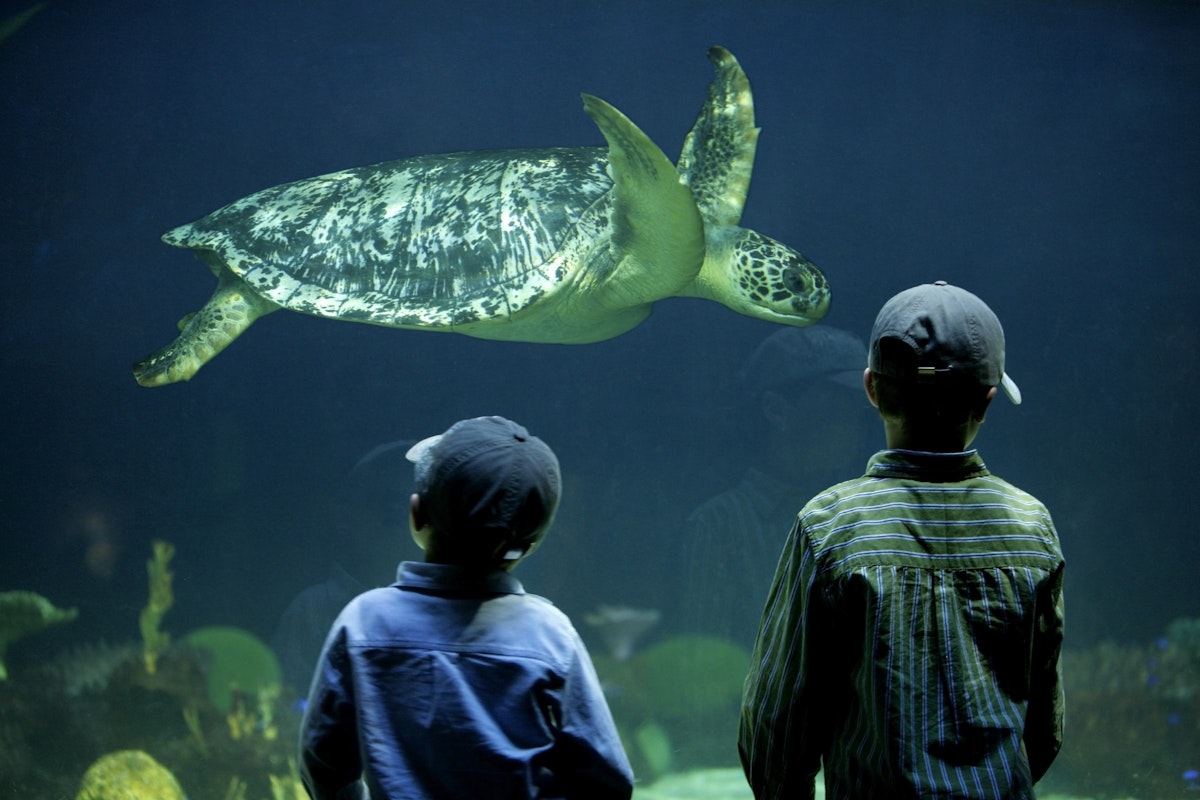 two boys watching a sea turtle in an aquarium; Shutterstock ID 31117216; Your name (First / Last): Alexander Howard; GL account no.: 65050; Netsuite department name: Online Editorial; Full Product or Project name including edition: Vancouver Destination Page
