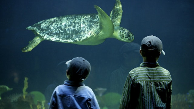 two boys watching a sea turtle in an aquarium; Shutterstock ID 31117216; Your name (First / Last): Alexander Howard; GL account no.: 65050; Netsuite department name: Online Editorial; Full Product or Project name including edition: Vancouver Destination Page