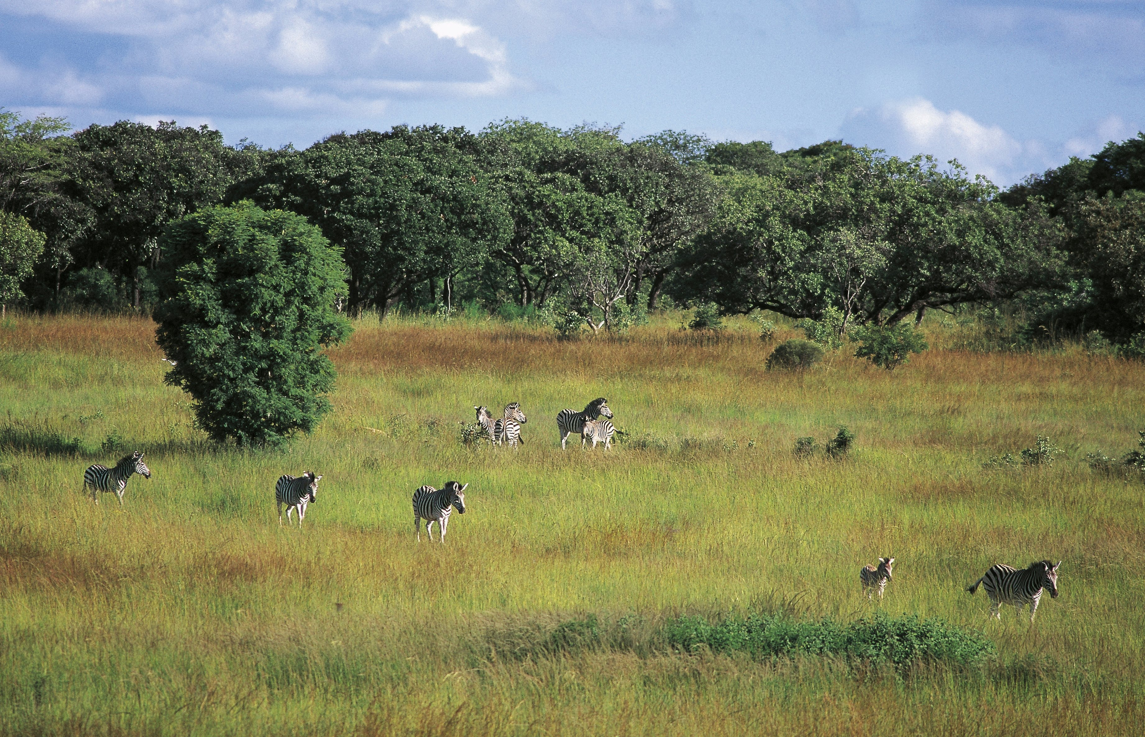 ZIMBABWE - MARCH 14: Burchell's Zebra (Equus quagga), Harare, Mukuvisi Woodlands Wildlife and Environment Centre, Zimbabwe. (Photo by DeAgostini/Getty Images)