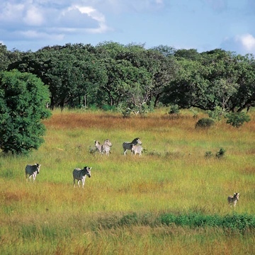 ZIMBABWE - MARCH 14: Burchell's Zebra (Equus quagga), Harare, Mukuvisi Woodlands Wildlife and Environment Centre, Zimbabwe. (Photo by DeAgostini/Getty Images)