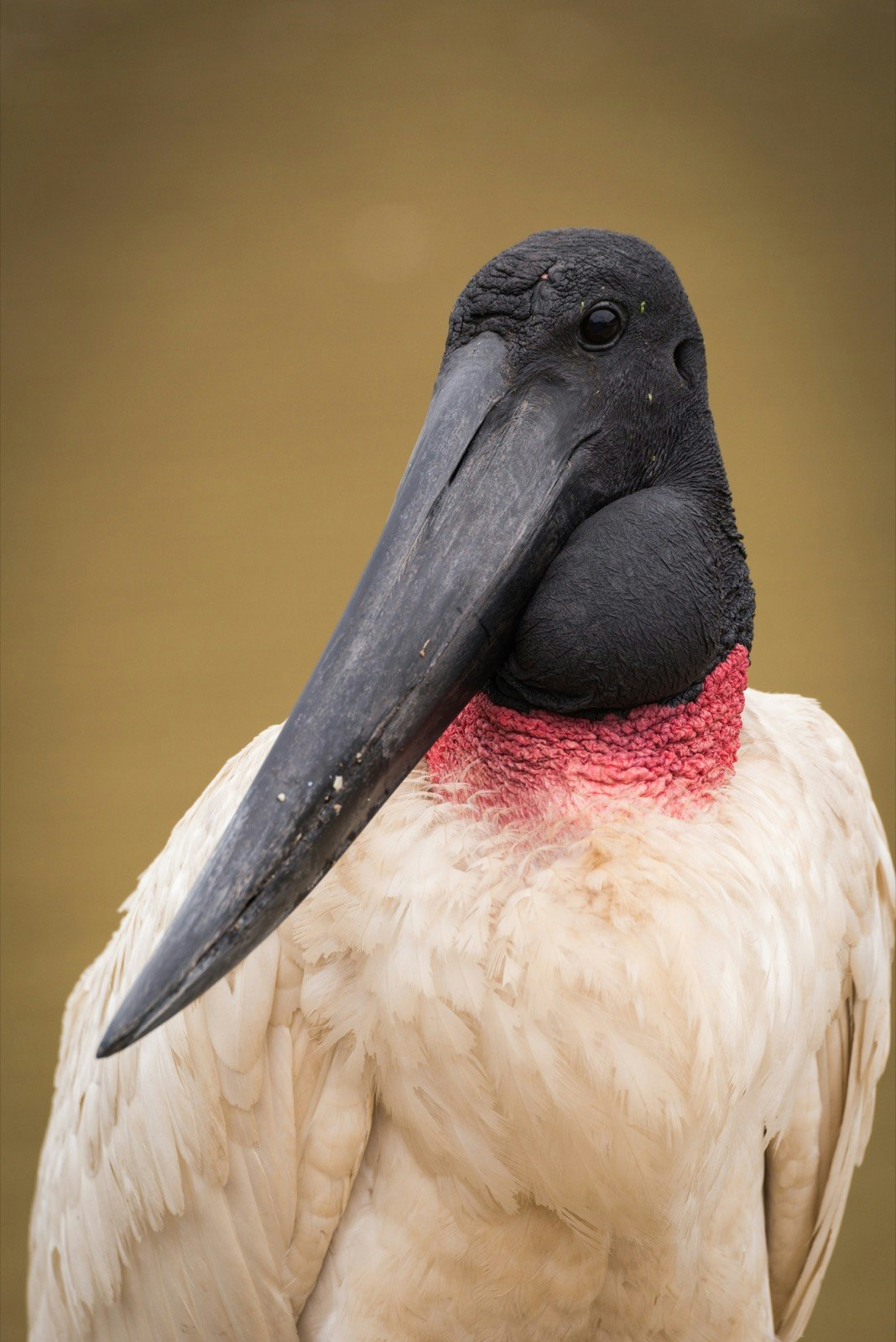 Close-up of jabiru with head turned left; Shutterstock ID 510446971; Your name (First / Last): Alicia Johnson; GL account no.: 65050; Netsuite department name: Online Editorial ; Full Product or Project name including edition: Belize