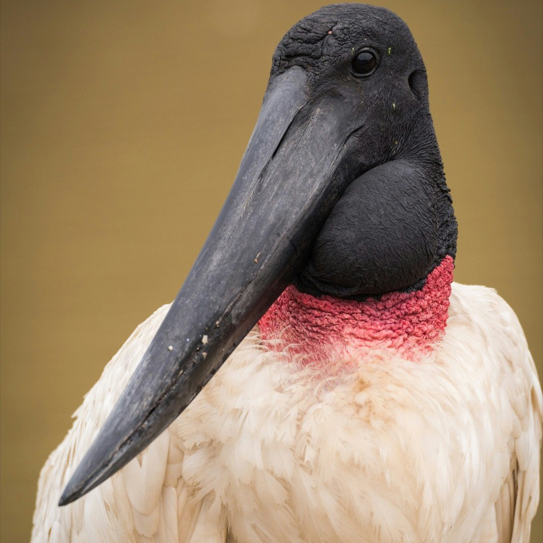Close-up of jabiru with head turned left; Shutterstock ID 510446971; Your name (First / Last): Alicia Johnson; GL account no.: 65050; Netsuite department name: Online Editorial ; Full Product or Project name including edition: Belize