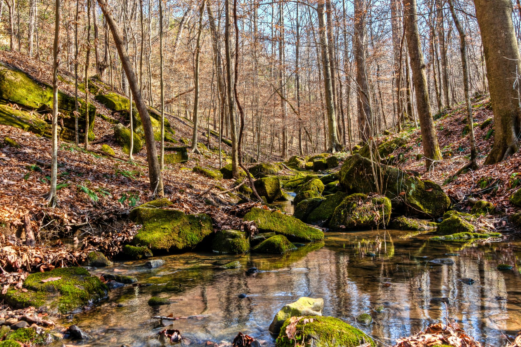 Cane Creek Nature Preserve.Middle Tennessee Hiking Group.Jan 29, 2011