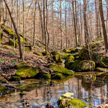 Cane Creek Nature Preserve.Middle Tennessee Hiking Group.Jan 29, 2011