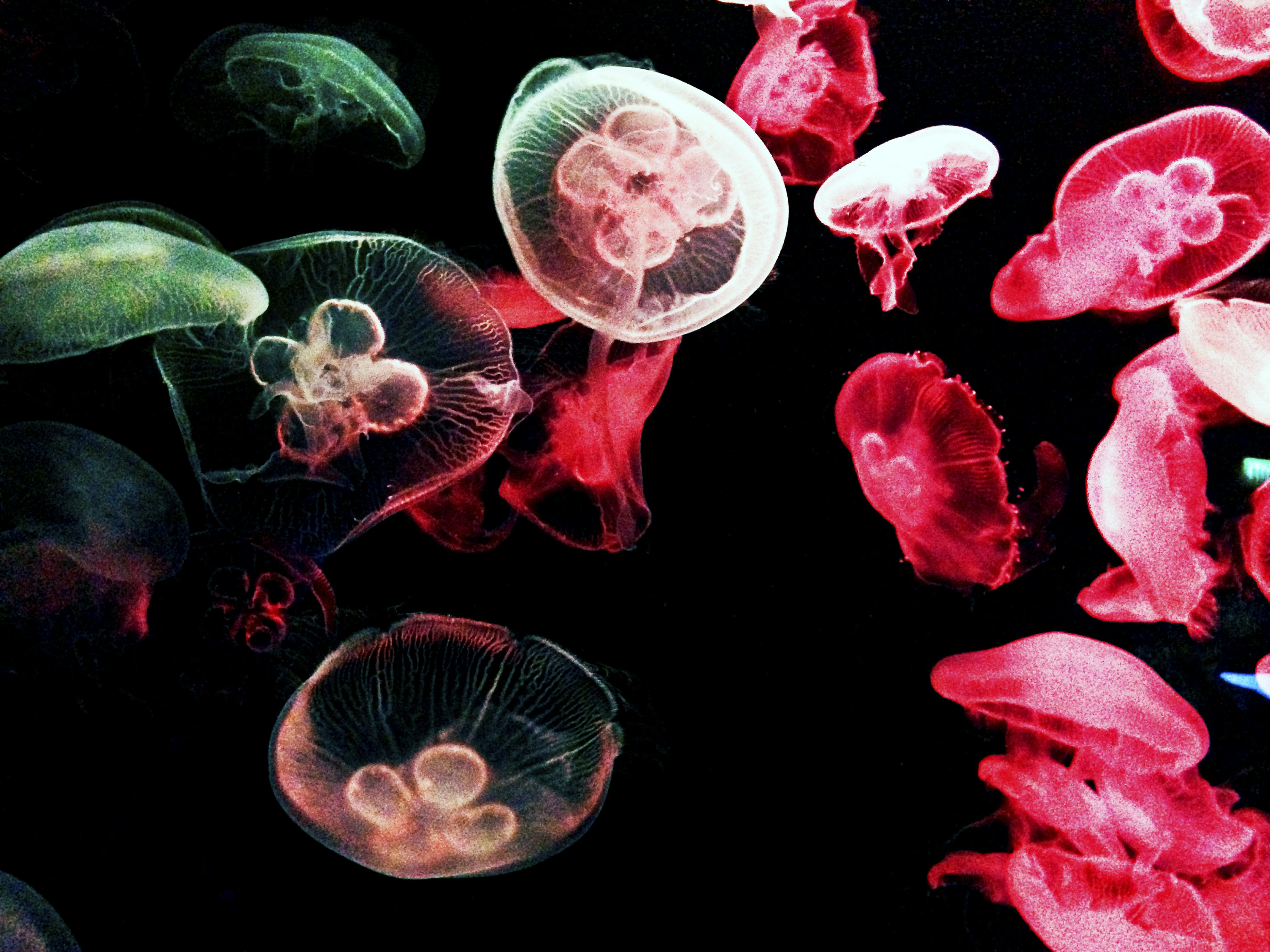 Image of Singapore Oceanarium