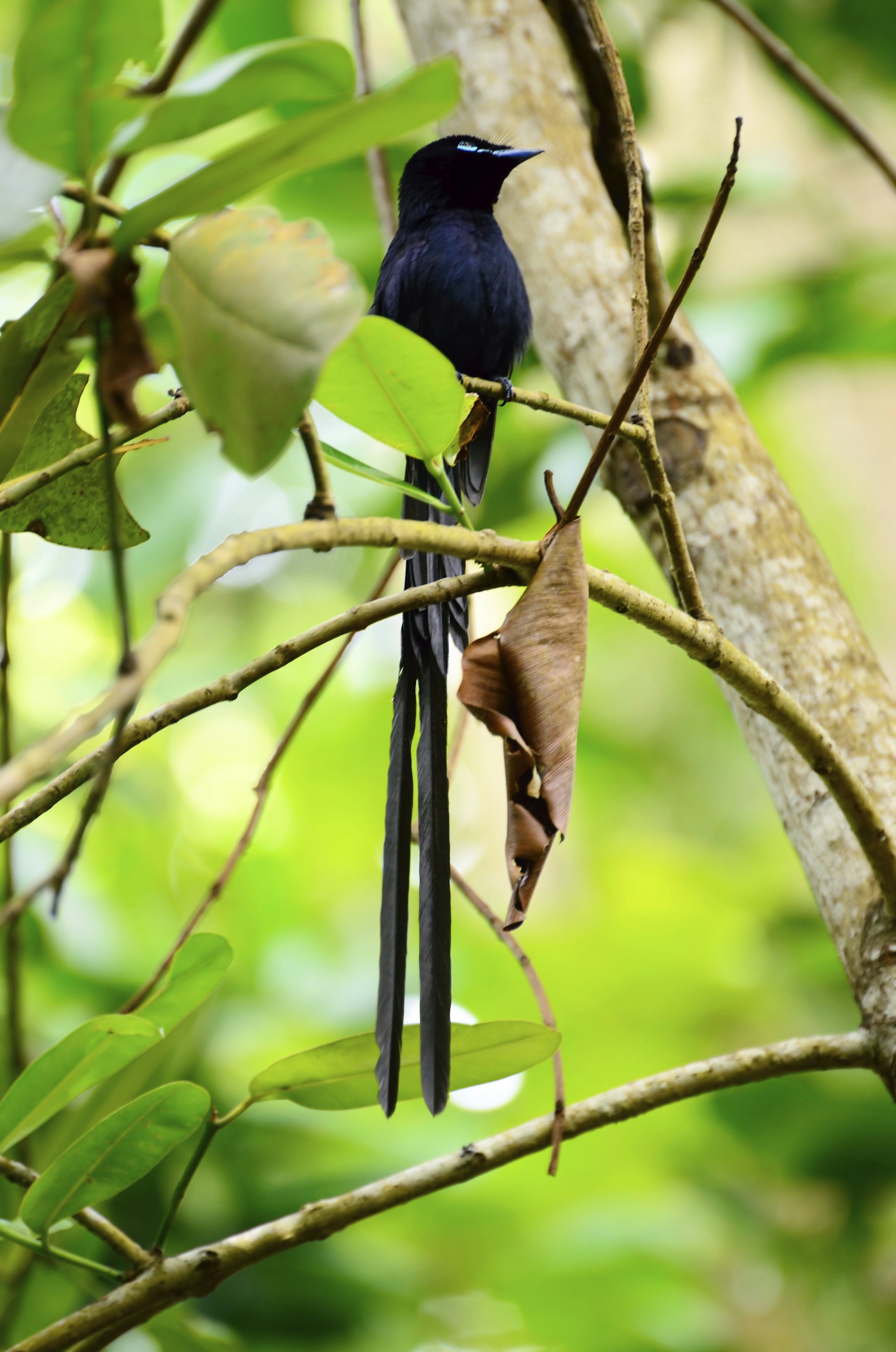 Seychelles Paradise Flycatcher