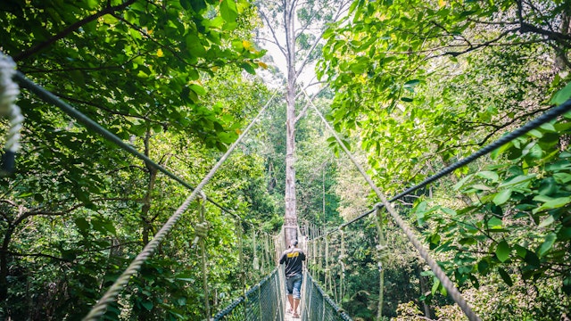 Rainforest canopy walkway