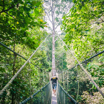Rainforest canopy walkway