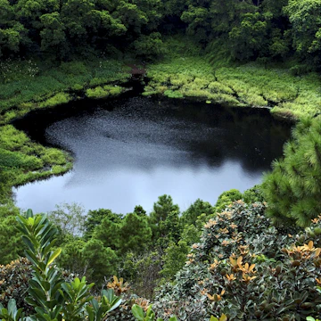 lake mountain plant tree