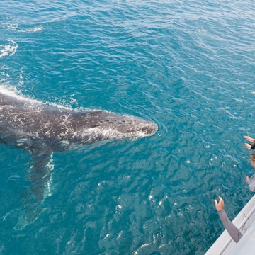 People waving at humpback whale, Hervey Bay, Queensland, Australia