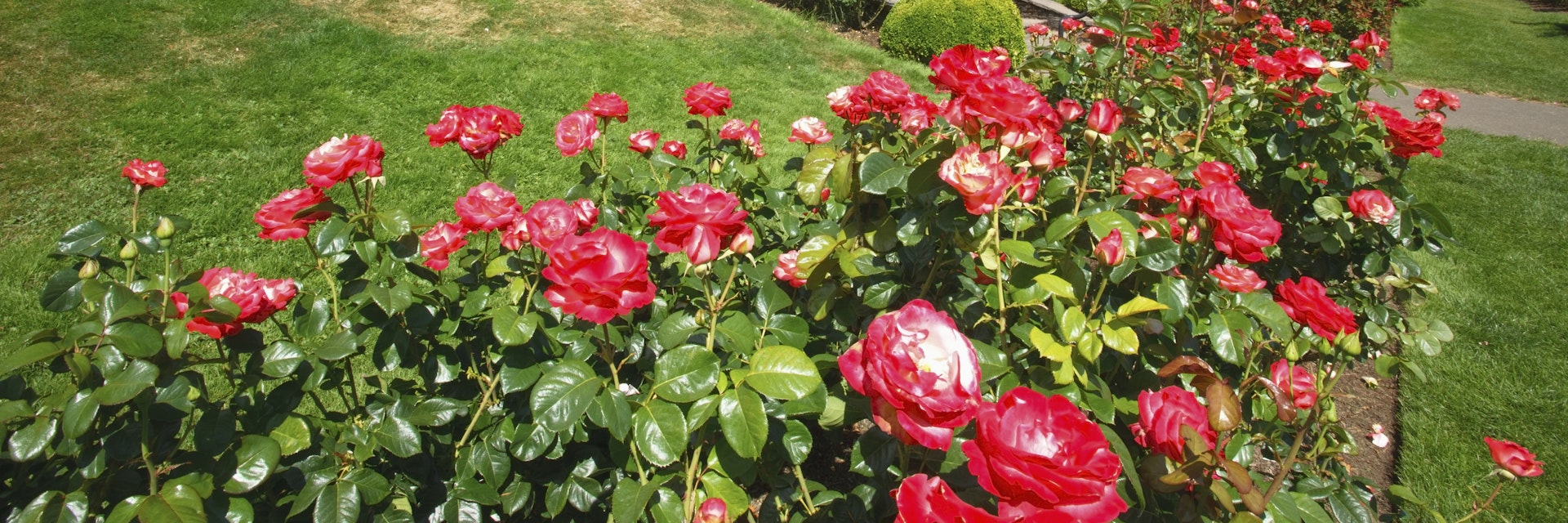 Red Roses In A Garden At The International Rose Test Garden