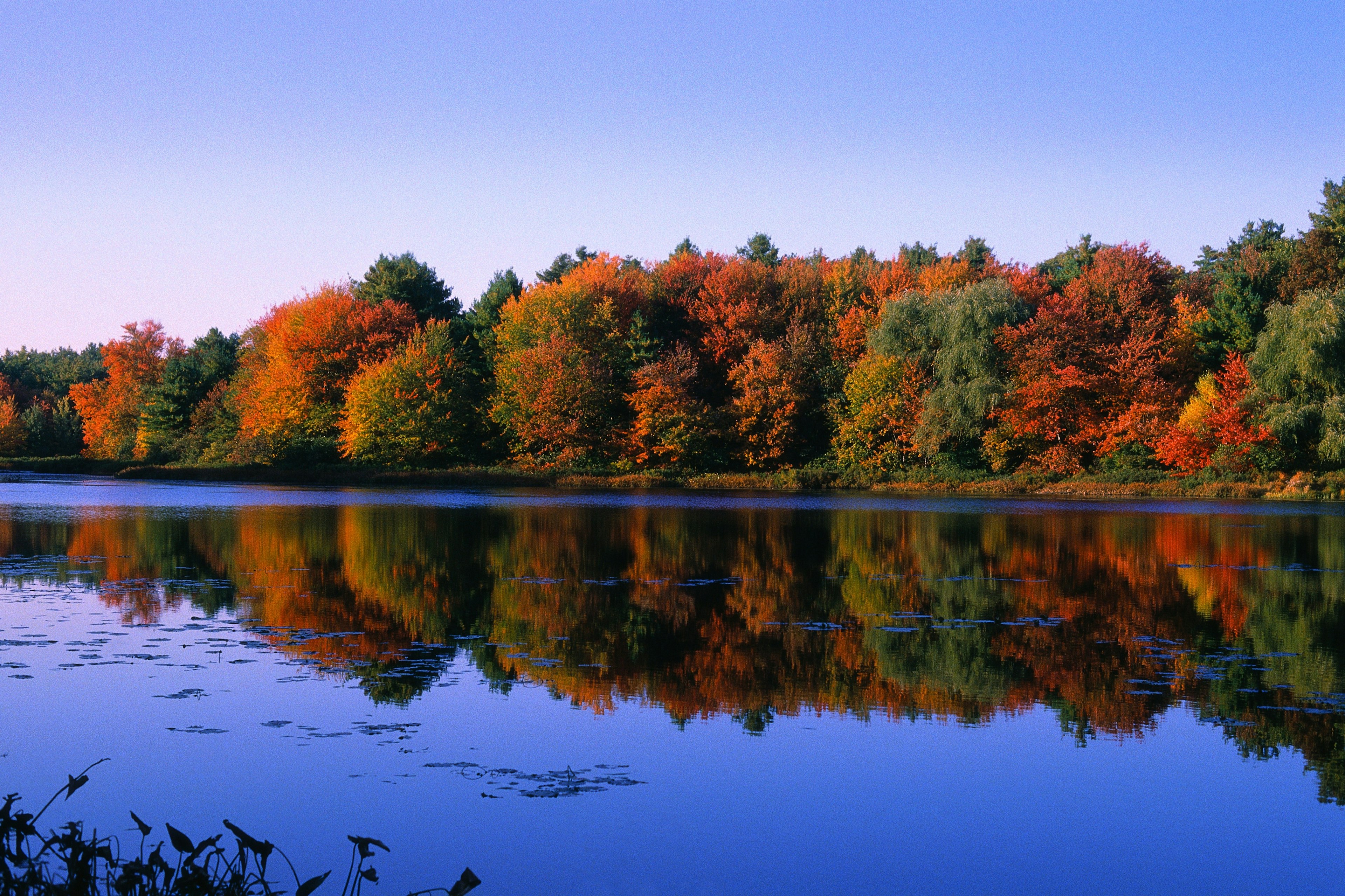 Autumn Trees at Walden Pond