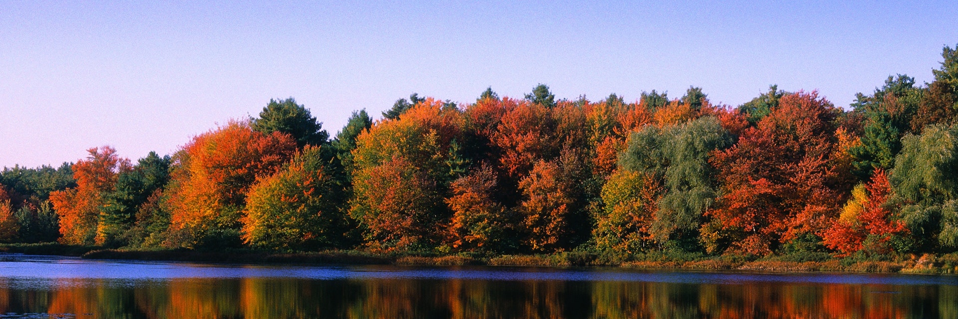 Autumn Trees at Walden Pond