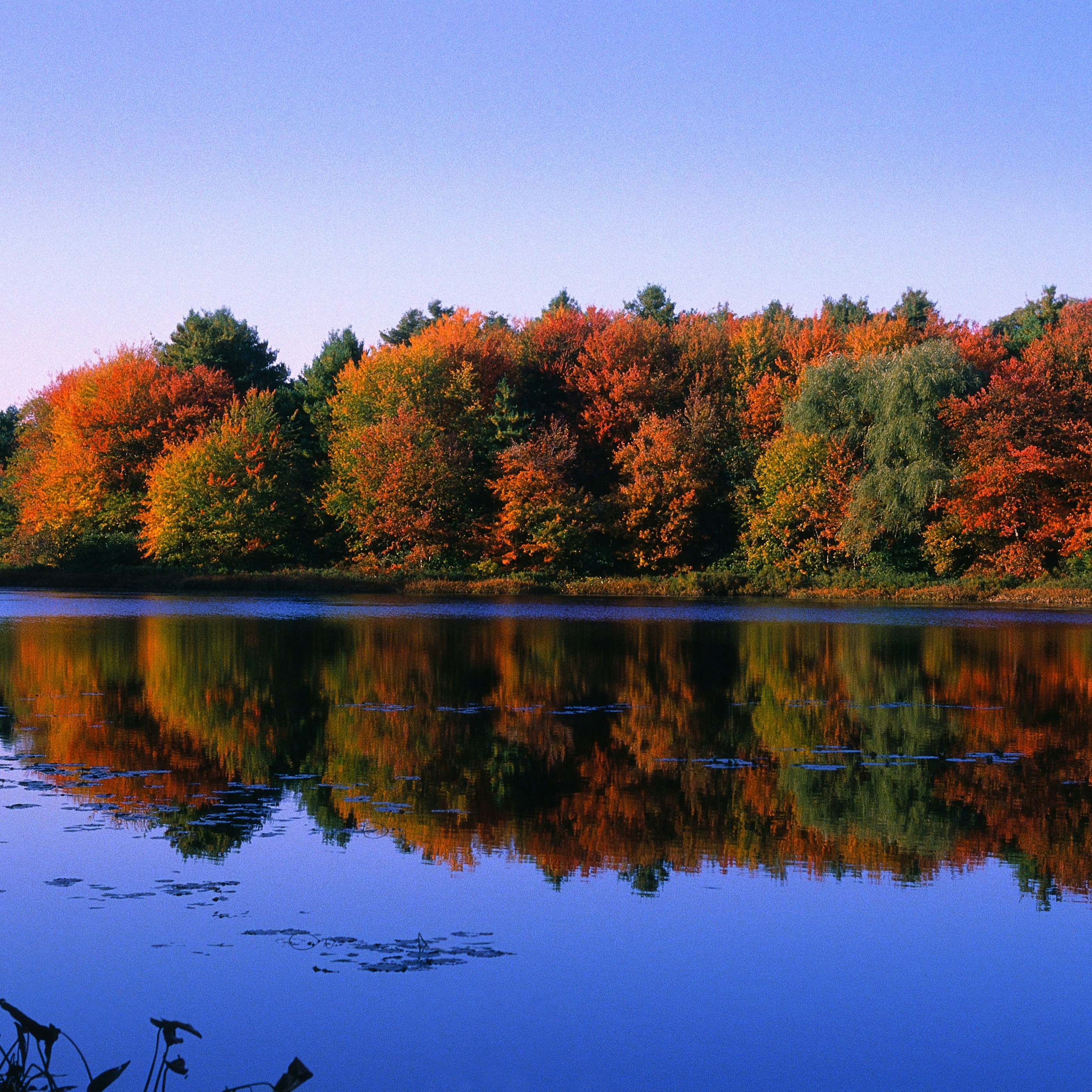 Autumn Trees at Walden Pond