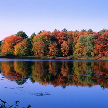 Autumn Trees at Walden Pond