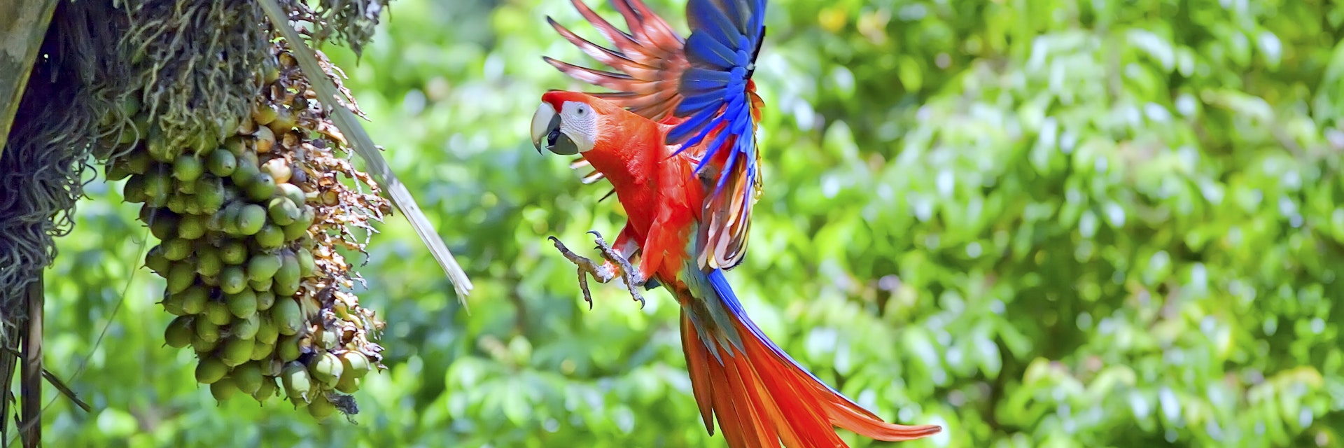 Scarlet Macaws (Ara macao) in flight, Corcovado National Park, Osa Peninsula, Costa Rica, Central America