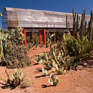 Desert Botanical Gardens, Phoenix, Arizona