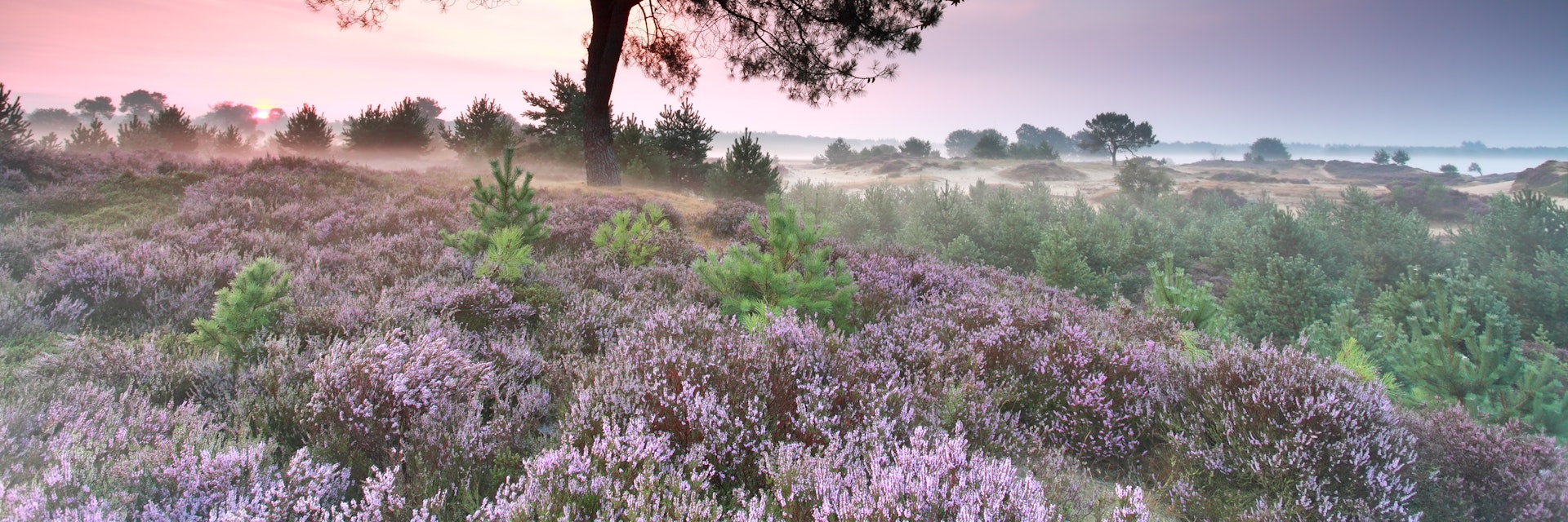 heather flowering at misty sunrise, Friesland, Netherlands; Shutterstock ID 331078466; Your name (First / Last): Daniel Fahey; GL account no.: 65050; Netsuite department name: Online Editorial; Full Product or Project name including edition: Friesland page