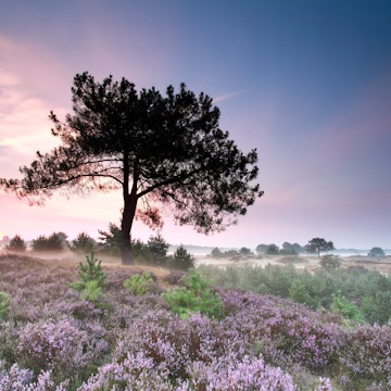 heather flowering at misty sunrise, Friesland, Netherlands; Shutterstock ID 331078466; Your name (First / Last): Daniel Fahey; GL account no.: 65050; Netsuite department name: Online Editorial; Full Product or Project name including edition: Friesland page