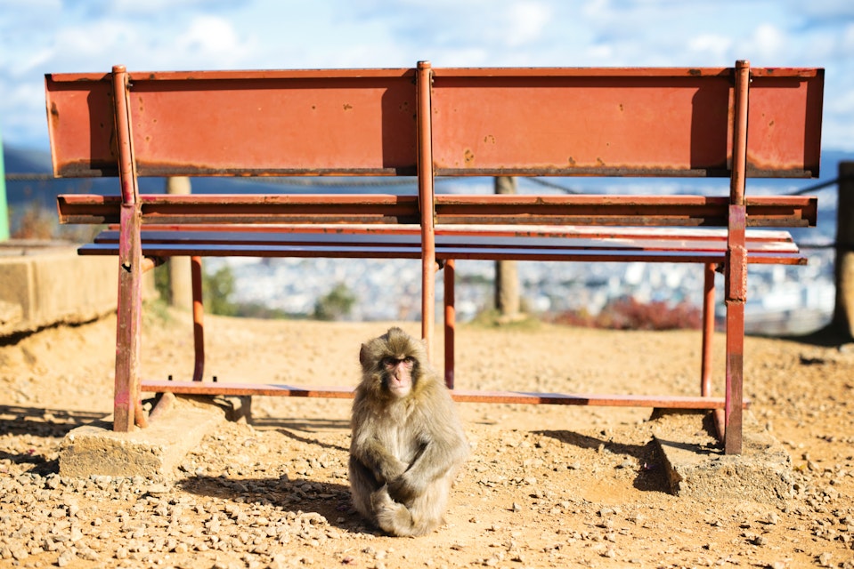 Japanese snow monkey & park bench