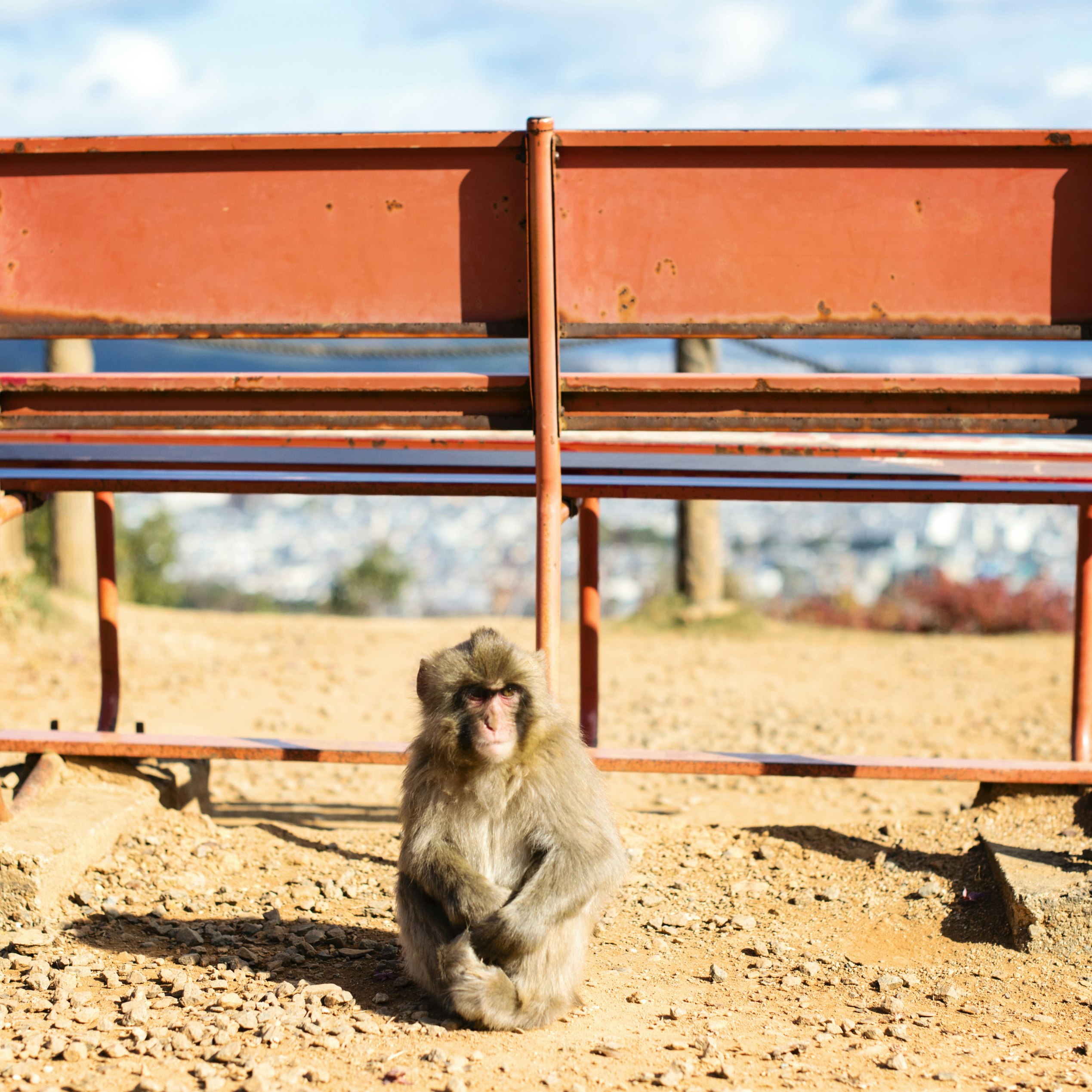 Japanese snow monkey & park bench