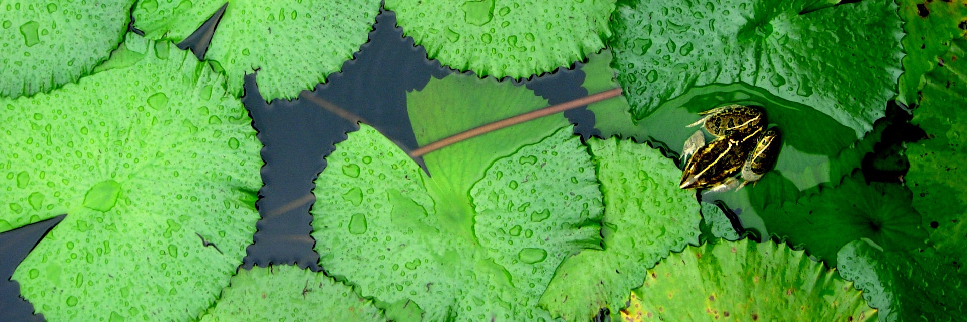 Botanical garden in water and two little frog.