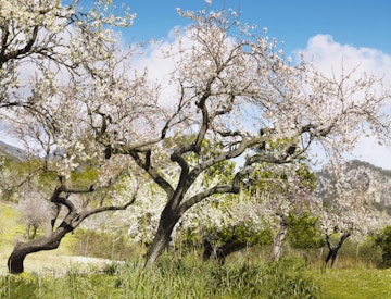 Blossom flowers in bloom on almond trees.