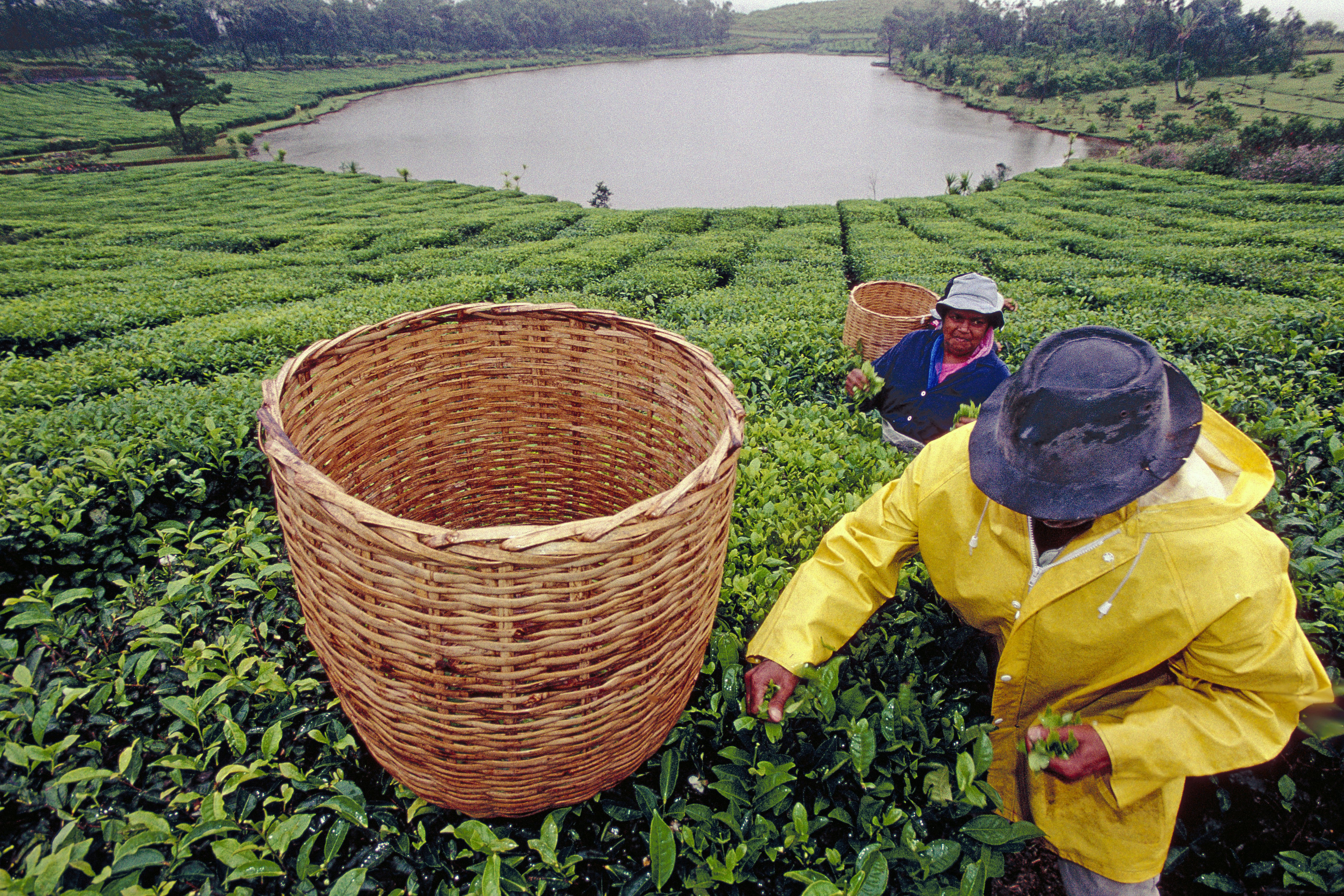 MAURITIUS. BOIS-CHERI TEA PLANTATION AND FACTORY. TEA LEAVES HARVEST..//MAURICE. BOIS-CHERI. PLANTATION DE THE ET USINE. CUEILLETTE DES FEUILLES DE THE