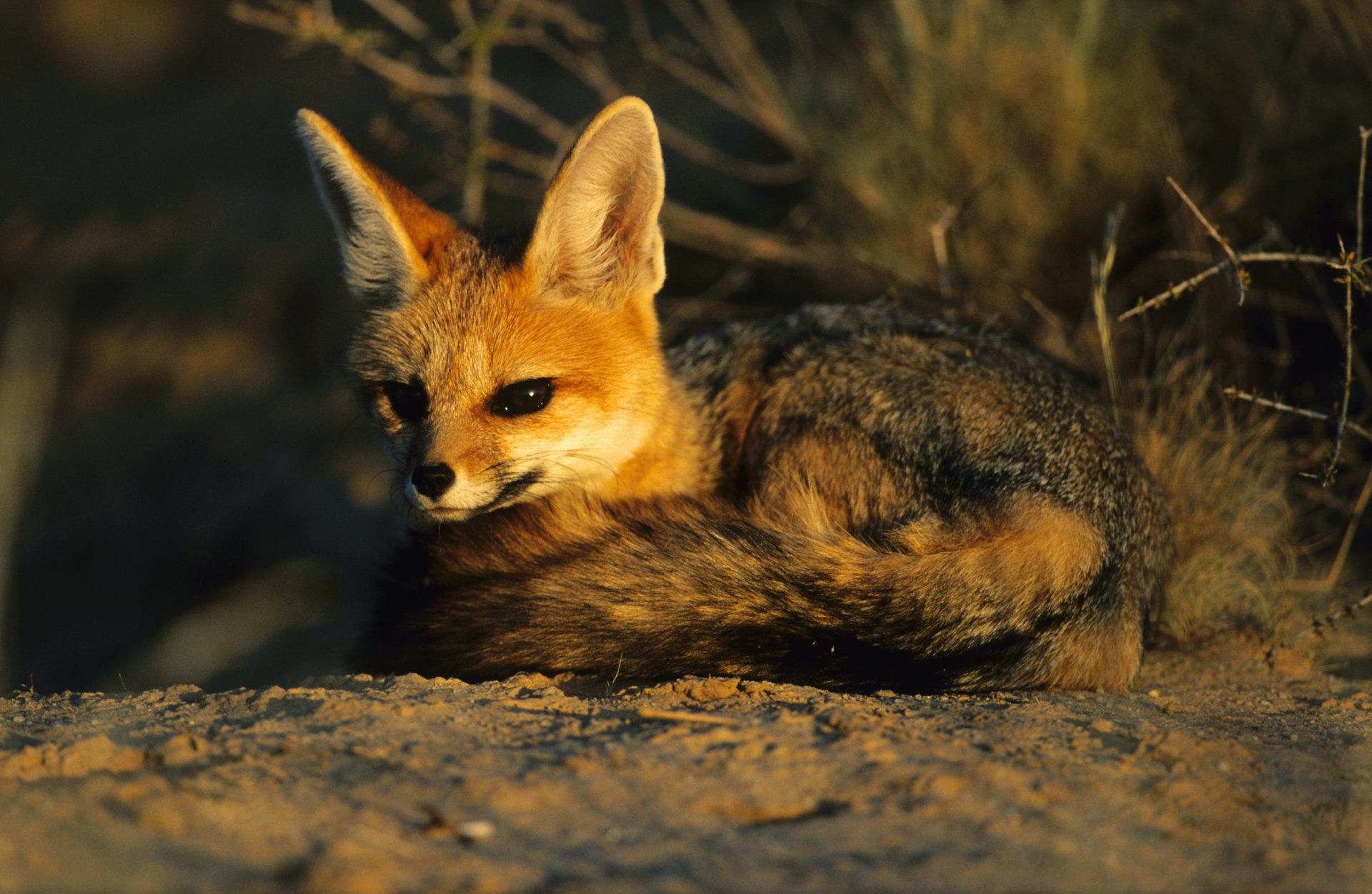 A Cape fox shelters under a bush at Kgalagadi Transfrontier Park