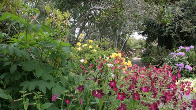 Garden profusion with path
