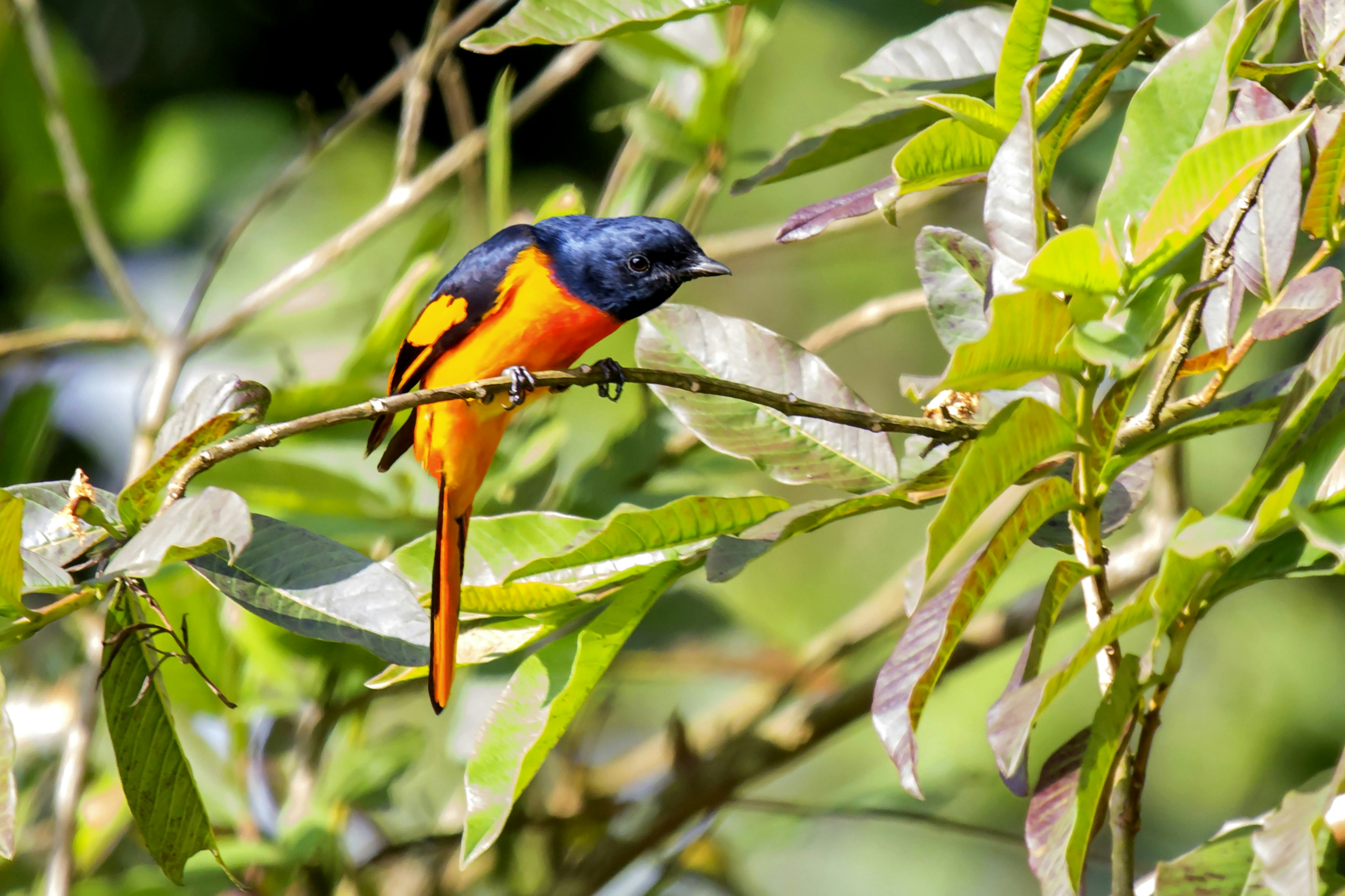 The Scarlet Minivet (Pericrocotus speciosus) is sitting on a plant and watching doubtfully.