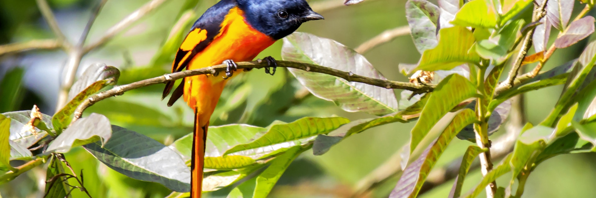 The Scarlet Minivet (Pericrocotus speciosus) is sitting on a plant and watching doubtfully.