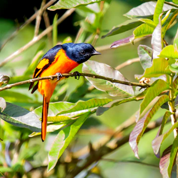 The Scarlet Minivet (Pericrocotus speciosus) is sitting on a plant and watching doubtfully.