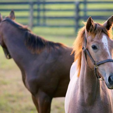 Foal in corral at Three Chimneys Horse Farm, Old Frankfort Pike.