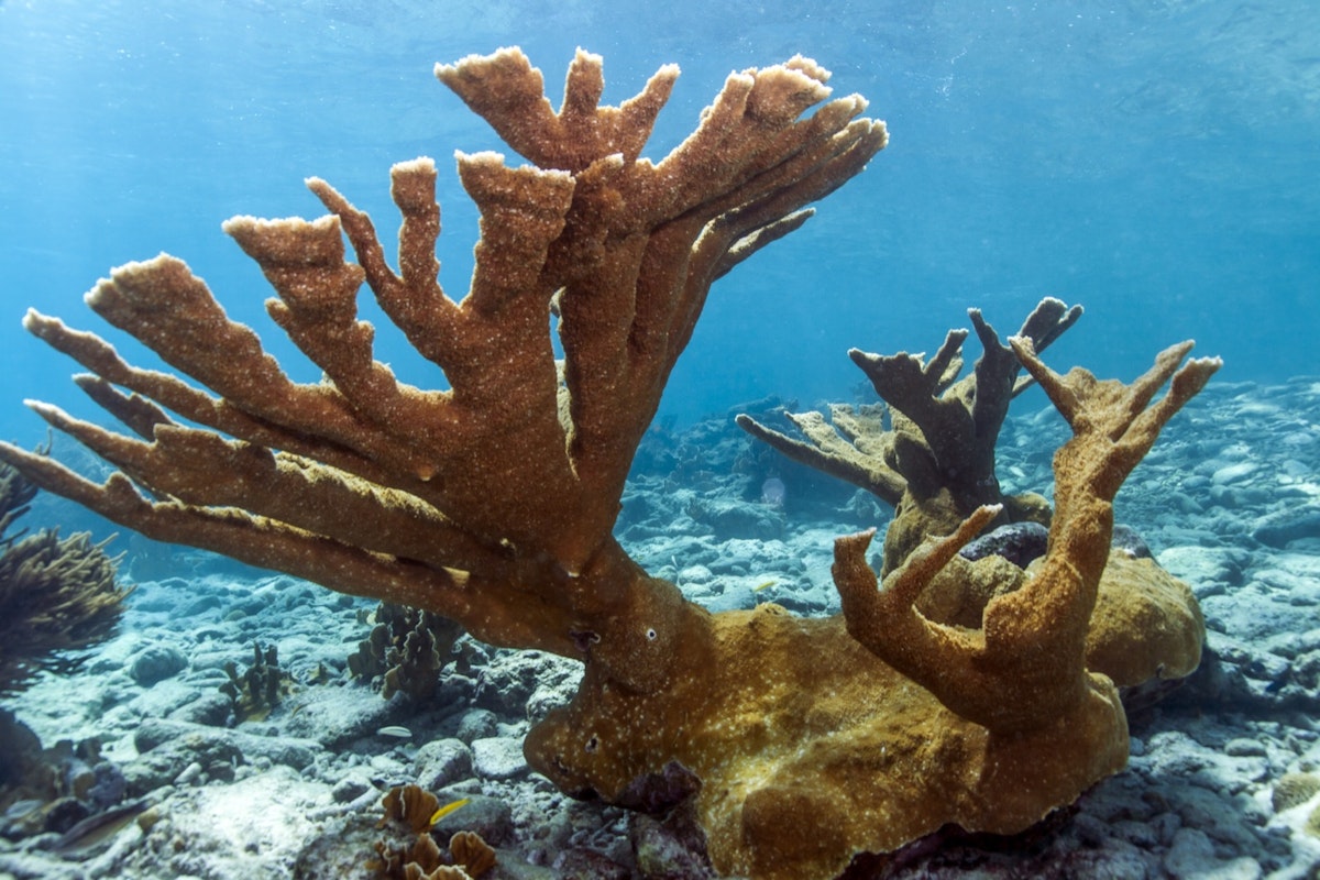 Coral reef Elkhorn coral (Acropora palmata) on coral reef in Bonaire; Shutterstock ID 155480753; Your name (First / Last): Alicia Johnson; GL account no.: 65050; Netsuite department name: Online Editorial ; Full Product or Project name including edition: Bonaire