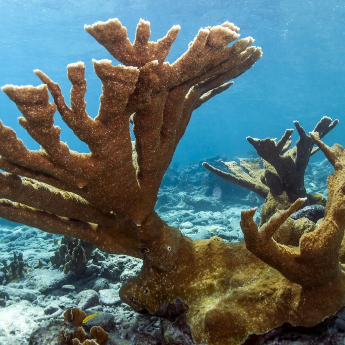 Coral reef Elkhorn coral (Acropora palmata) on coral reef in Bonaire; Shutterstock ID 155480753; Your name (First / Last): Alicia Johnson; GL account no.: 65050; Netsuite department name: Online Editorial ; Full Product or Project name including edition: Bonaire