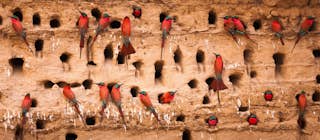 Image by Mint Images/ Art Wolfe / Getty Images