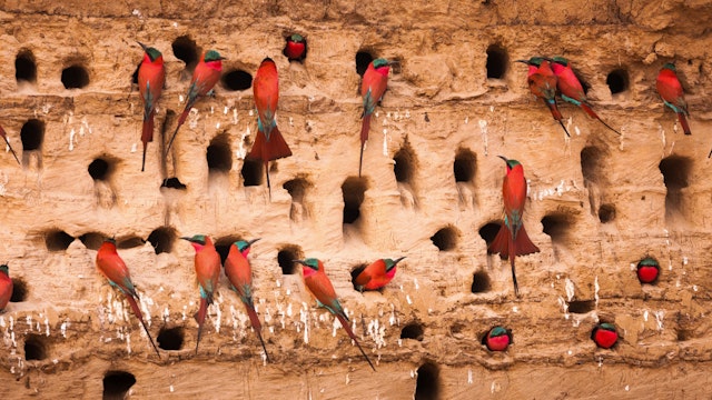 Southern carmine bee-eaters, South Luangwa National Park, Zambia, Merops nubicoides