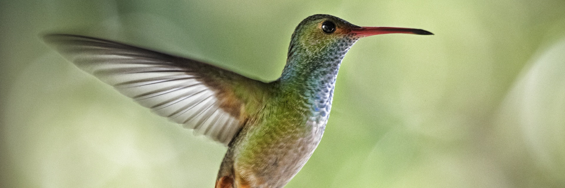 Rufous-tailed hummingbird in flight.