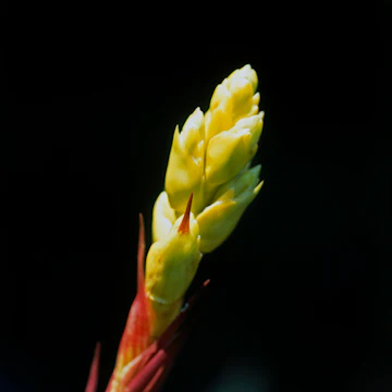 Costa Rica, Las Cruces, Wilson Botanical Garden, bromeliad bud, close-up