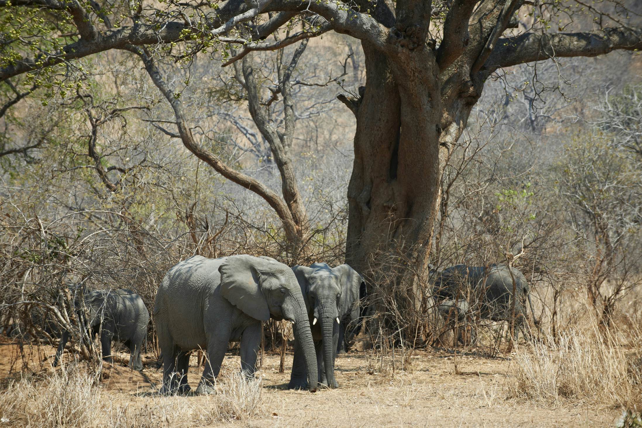 African Bush Elephant
