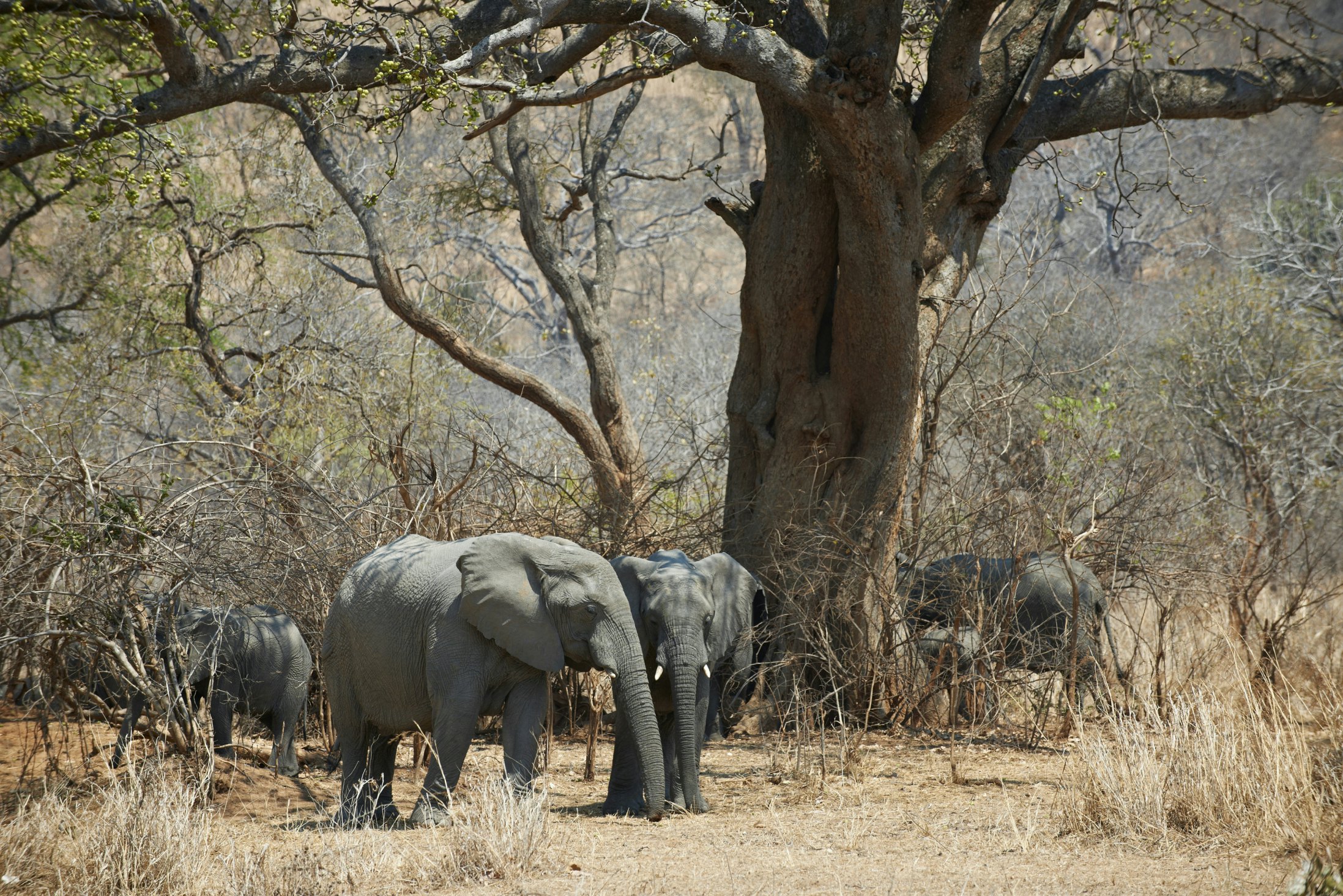African Bush Elephant