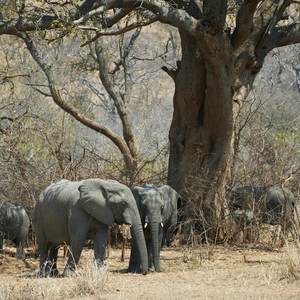 African Bush Elephant