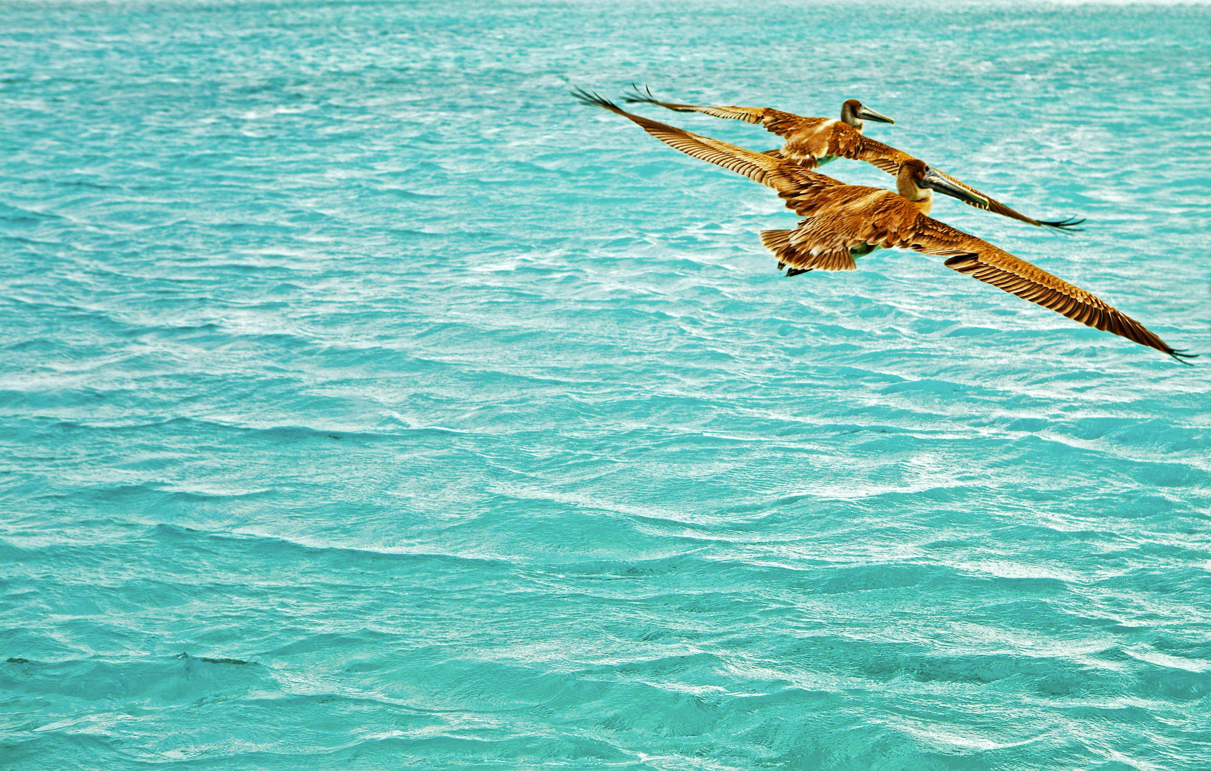 A pair of pelicans gliding over the ocean.