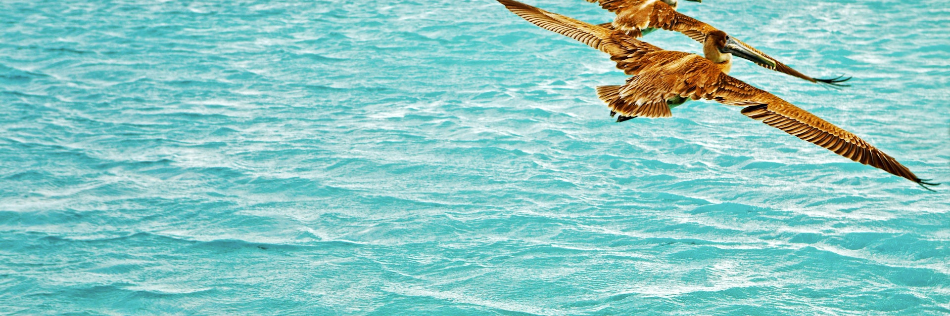 A pair of pelicans gliding over the ocean.