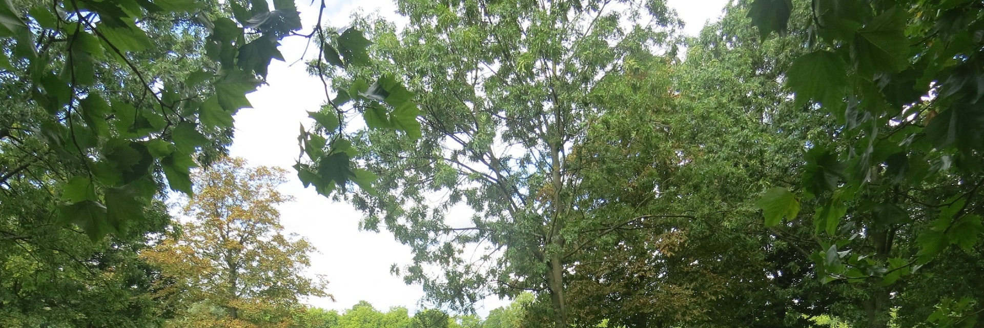 Looking across Wandsworth Common in south London