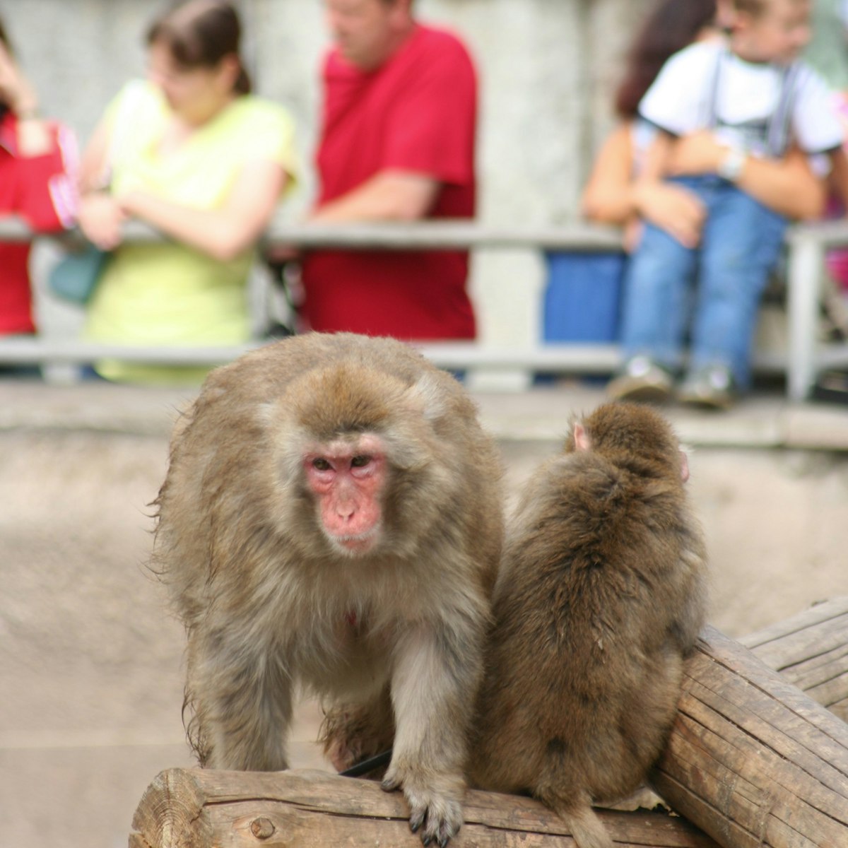 Monkeys at Moscow Zoo.