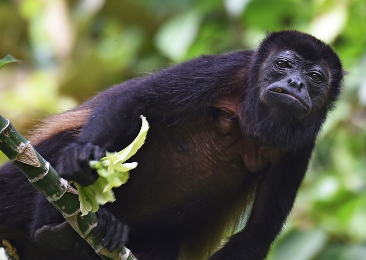 A howler monkey (Alouatta seniculus) is seen in Barro Colorodo island, in the artificial Gatun Lake of the Panama Canal on November 23, 2015. The island was declared a nature reserve on April 17, 1923 by the U.S. government. It was initially administered by the Panama Canal Company, and since 1946 it has been administered by the Smithsonian Tropical Research Institute, forming the Barro Colorado Nature Monument together with five adjacent peninsulas. AFP PHOTO / Rodrigo ARANGUA / AFP / RODRIGO ARANGUA        (Photo credit should read RODRIGO ARANGUA/AFP/Getty Images)