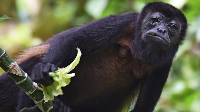 A howler monkey (Alouatta seniculus) is seen in Barro Colorodo island, in the artificial Gatun Lake of the Panama Canal on November 23, 2015. The island was declared a nature reserve on April 17, 1923 by the U.S. government. It was initially administered by the Panama Canal Company, and since 1946 it has been administered by the Smithsonian Tropical Research Institute, forming the Barro Colorado Nature Monument together with five adjacent peninsulas. AFP PHOTO / Rodrigo ARANGUA / AFP / RODRIGO ARANGUA        (Photo credit should read RODRIGO ARANGUA/AFP/Getty Images)